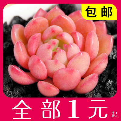 多肉植物组合盆栽 办公室肉肉绿植花卉 新手超萌多肉套餐