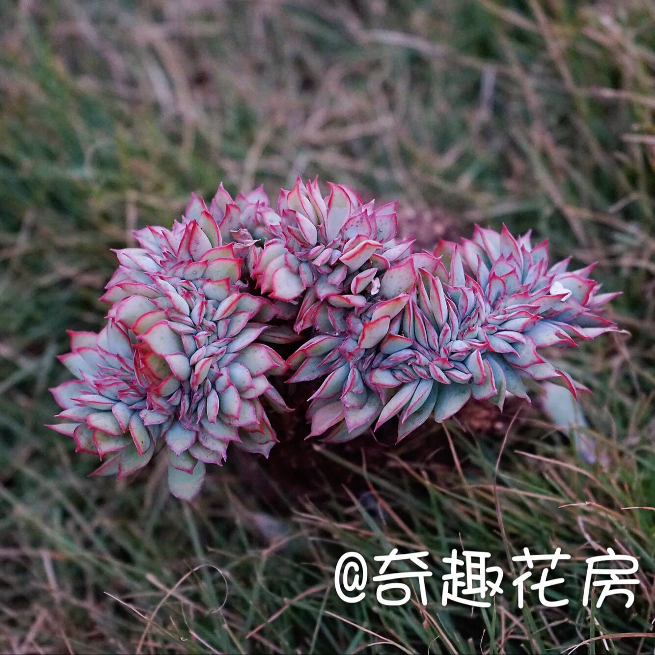 多肉植物月光女神缀化绿植盆栽进口多肉新手多肉套餐组合 10棵9.9在类目 鲜花速递/花卉仿真/绿植园艺, 花卉/绿植盆栽(新), 多肉植物中 - 来自Buy2taobao.com提供专业的淘宝代购服务
