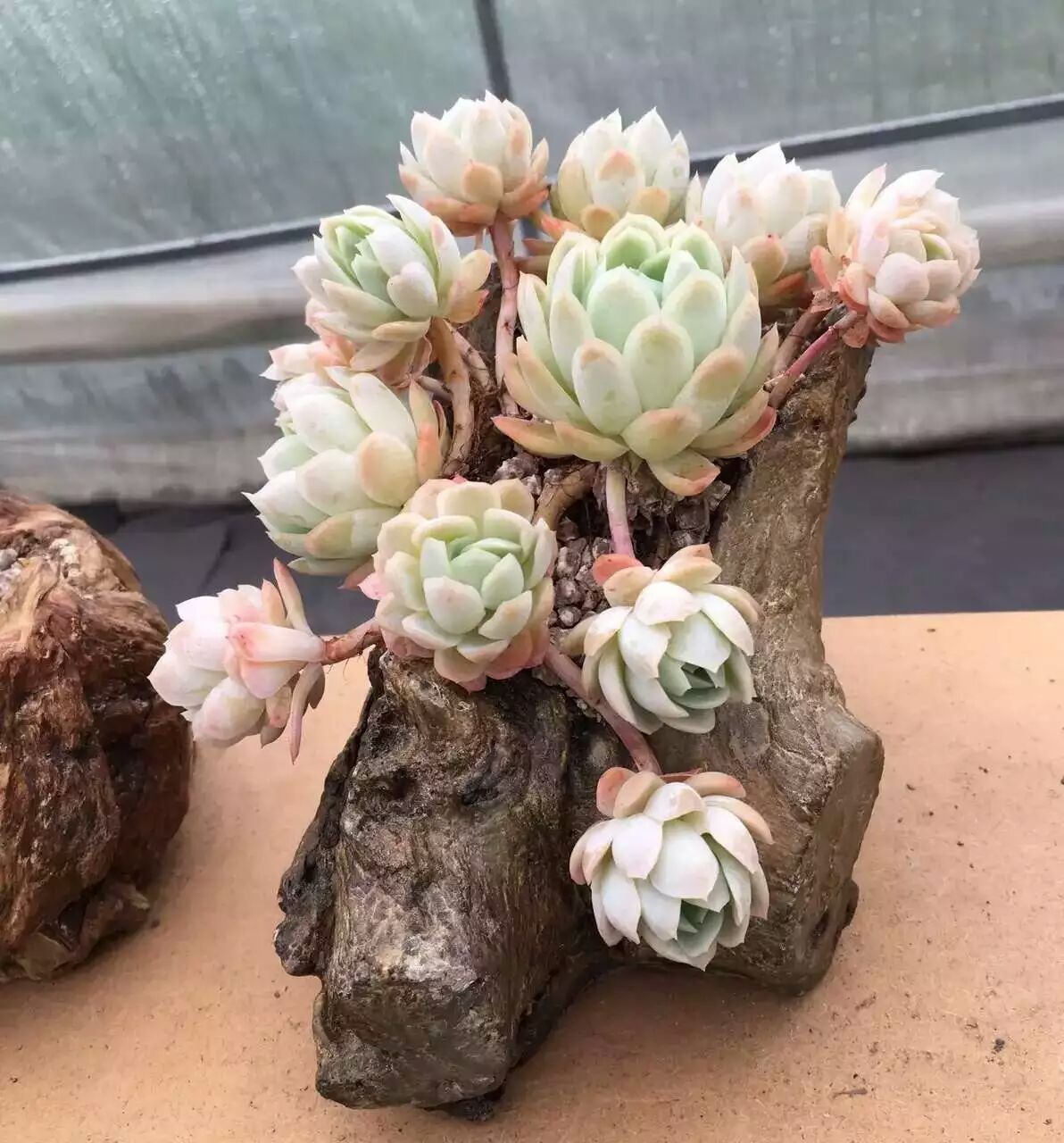 多肉植物精品进口组合多肉花盆迷你盆栽办公室防辐射特价包邮多肉|msdalam kategori penghantaran bunga/bunga simulasi/tumbuhan berkebun, Plants Mini kreatif - dari Buy2taobao.com untuk memberikan perkhidmatan ejen Taobao profesional membeli