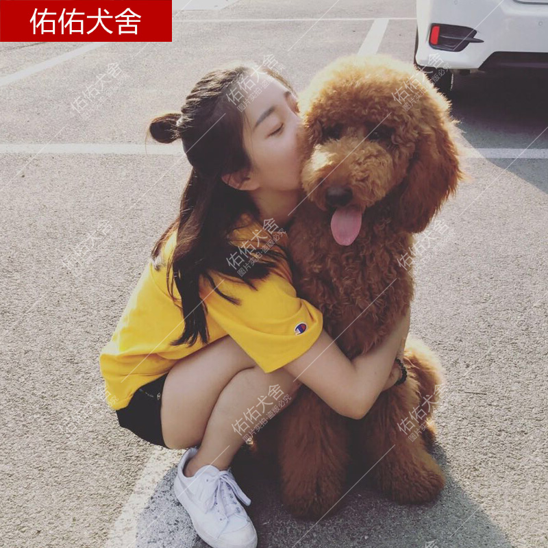 佑佑犬舍巨型贵宾巨贵犬活体宠物狗幼犬纯种巨型泰迪大型泰迪训练|msdalam kategori haiwan peliharaan/makanan haiwan dan bekalan, Haiwan peliharaan Life Services, Pet Training - dari Buy2taobao.com untuk memberikan perkhidmatan ejen Taobao profesional membeli