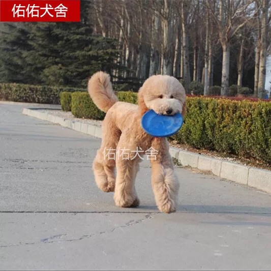 家庭宠物巨型贵宾巨贵犬活体宠物狗幼犬纯种巨型泰迪大型泰迪训练在类目 宠物/宠物食品及用品, 宠物生活服务, 宠物训练中 - 来自Buy2taobao.com提供专业的淘宝代购服务