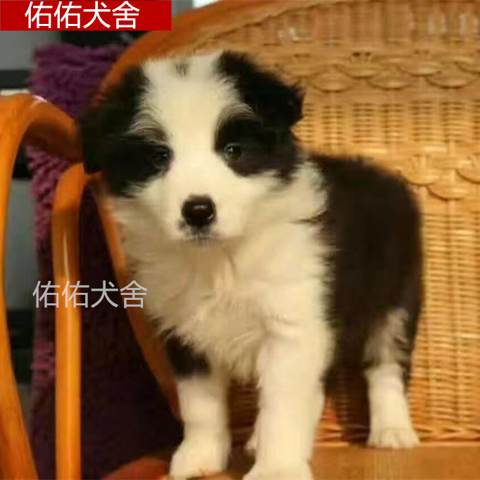 纯种边境牧羊犬宠物狗狗活体家庭狗狗中型边牧幼犬七白到位骨量大在类目 宠物/宠物食品及用品, 狗狗中 - 来自Buy2taobao.com提供专业的淘宝代购服务