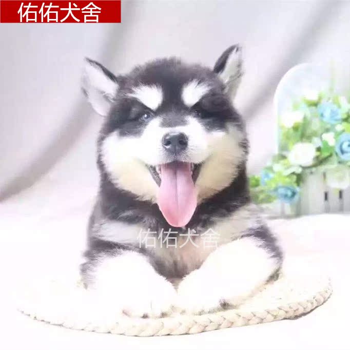 家庭宠物狗纯种阿拉斯加幼犬活体出售雪橇犬巨型宠物狗狗保证健康在类目 宠物/宠物食品及用品, 狗狗中 - 来自Buy2taobao.com提供专业的淘宝代购服务