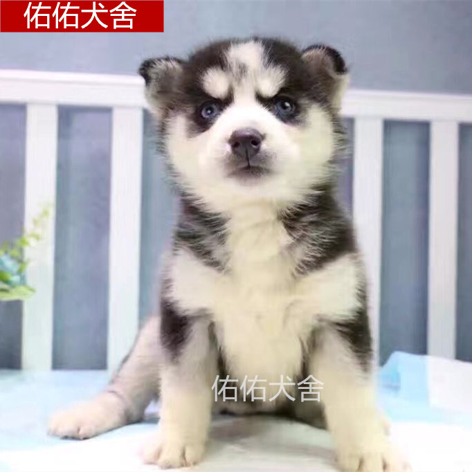 家庭纯种双蓝眼正宗三把火黑红灰西伯利亚哈士奇幼犬宠物二哈狗狗|ruв категории животное/Животное питание и принадлежностей, собака - от Buy2taobao.com для оказания профессиональной услуги покупки агента Taobao