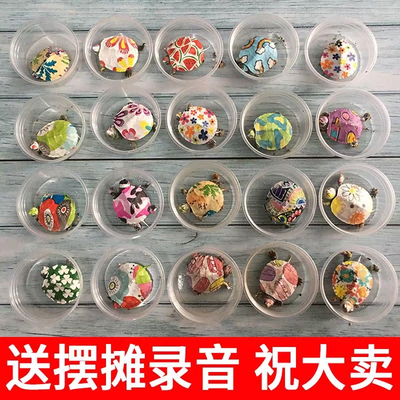 招财龟小乌龟活物游泳七彩热销花龟小巴西龟一对小型摆地摊家养。在类目 宠物/宠物食品及用品, 水族世界, 龟/鳖中 - 来自Buy2taobao.com提供专业的淘宝代购服务