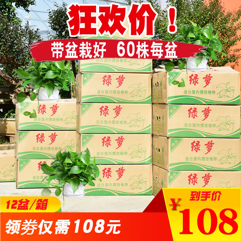 绿萝盆栽植物新房装修吸甲醛净化空气植物绿植花卉绿萝盆栽花|ruв категории доставка цветов/цветок моделирования/растения садоводства, цветок/растения в горшках (новый), растения - от Buy2taobao.com для оказания профессиональной услуги покупки агента Taobao