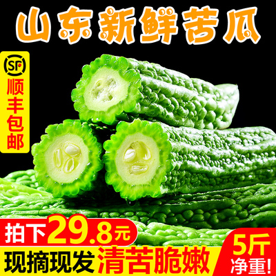【现摘现发】山东新鲜苦瓜5斤 农家自种蔬菜当季凉瓜整箱批发包邮
