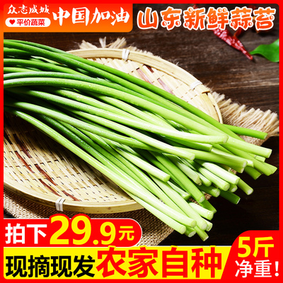 甘福园 山东新鲜蒜苔5斤当季蔬菜农家自种蒜薹蒜毫青蒜苗批发包邮