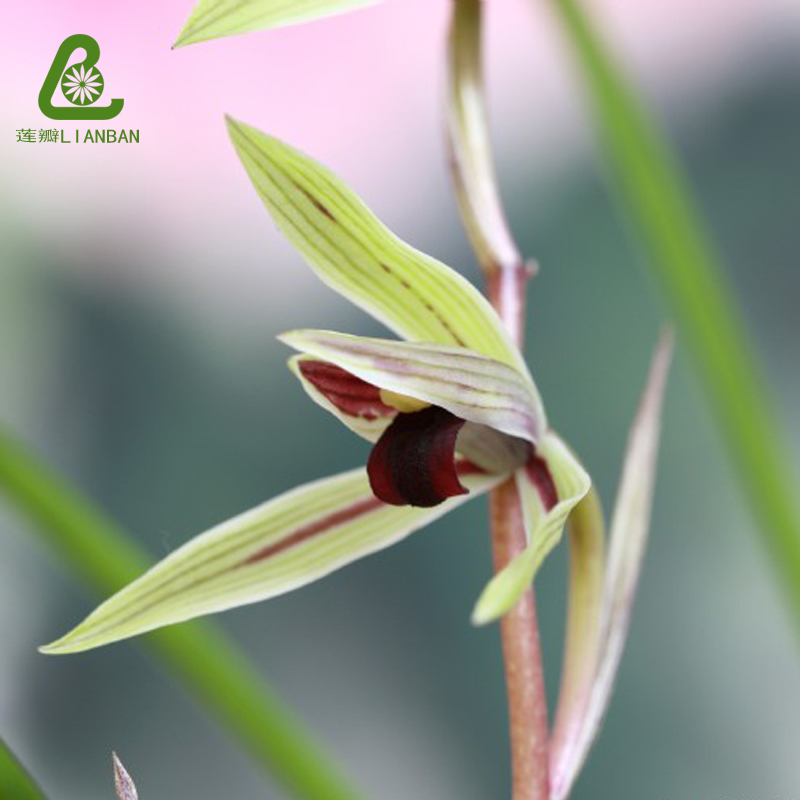 BL Dragon Cymbidium Red pigment Yunnan orchid balcony tea table Study decorate Flower Potin the Flower delivery/Flowers simulation/Plants gardening , Flowers/Potted plants (New) , Flowers category - from Buy2taobao.com to provide professional Taobao agent buy service