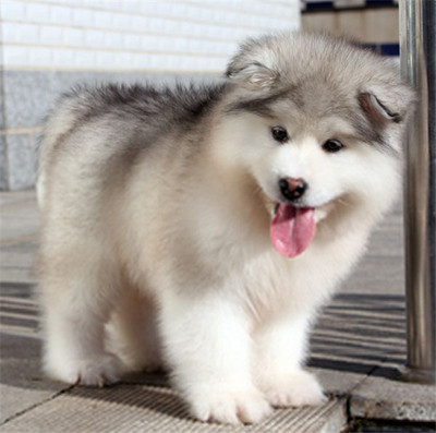 正规犬舍出售纯种阿拉斯加活体雪橇犬幼犬巨型熊版长毛宠物狗大型