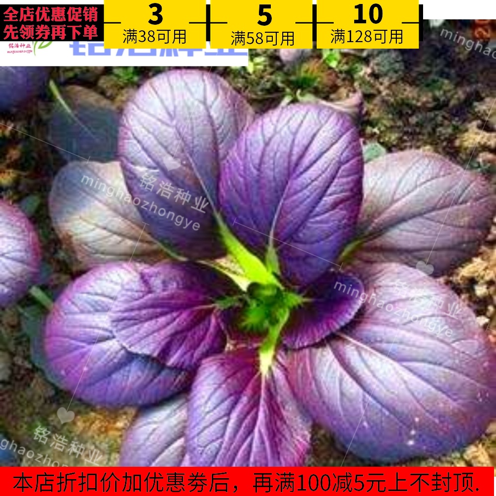 进口紫油菜种子紫白菜蔬菜种子四季播春秋鸡毛菜 小白菜小青菜籽在类目 农用物资, 种子/种苗, 蔬菜种子中 - 来自Buy2taobao.com提供专业的淘宝代购服务