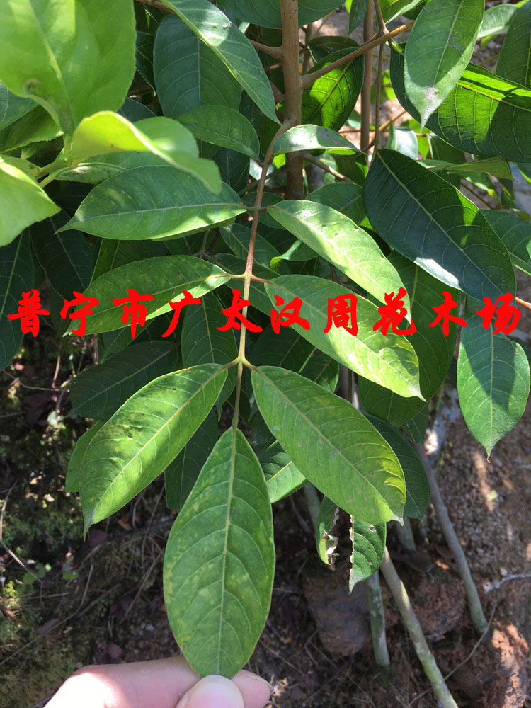 Orthodox school Famous and precious Jin Olives Grafted Olives Tri Olive Water Guomiao South Guomiaoin the Flower delivery/Flowers simulation/Plants gardening , Garden Plants/Trees/Fruit tree, Fruit tree category - from Buy2taobao.com to provide professional Taobao agent buy service
