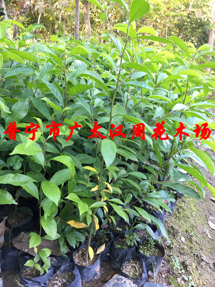 萬紫千紅大葉鐵冬青樹苗庭院綠化樹苗山熊膽白銀香公園別墅風景樹在類目 鮮花速遞/花卉仿真/綠植園藝, 花園植物/行道樹/果樹, 行道樹/喬木中 - 來自Buy2taobao.com提供專業的淘寶代購服務