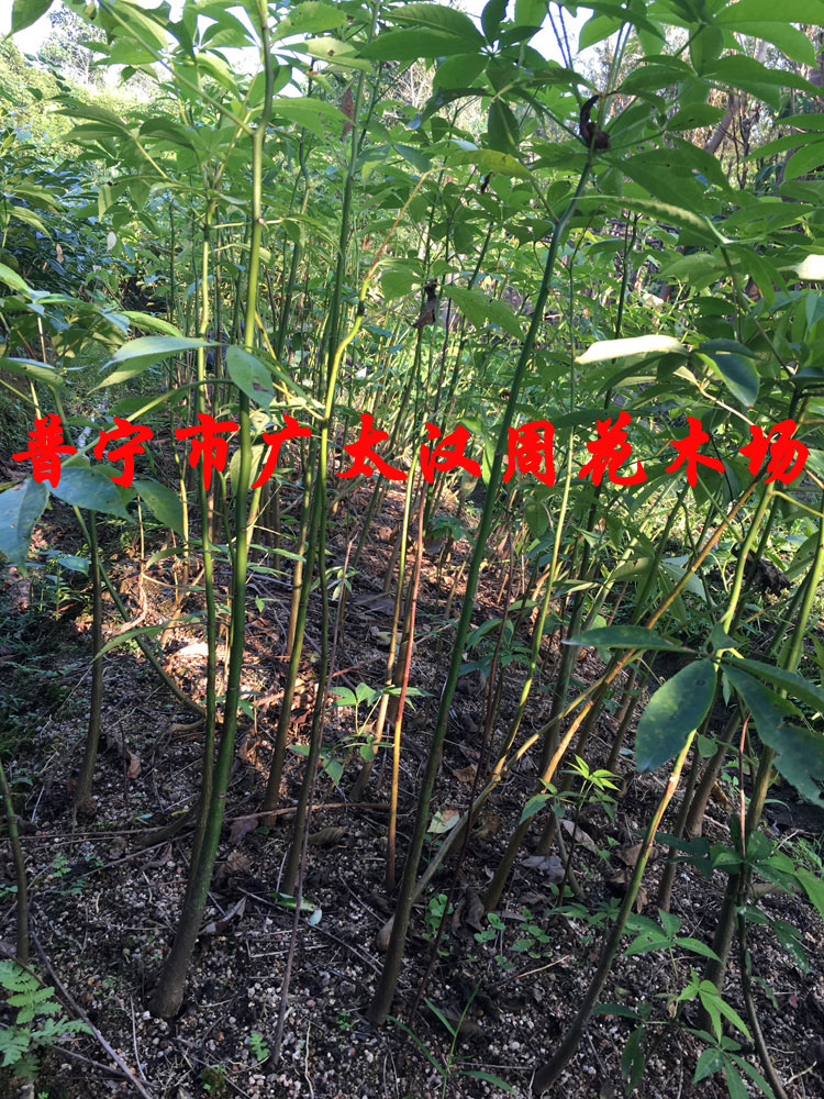 正宗美丽异木棉树苗英雄树攀枝花美人树苗别墅庭院工程绿化苗易活在类目 鲜花速递/花卉仿真/绿植园艺, 花园植物/行道树/果树, 行道树/乔木中 - 来自Buy2taobao.com提供专业的淘宝代购服务