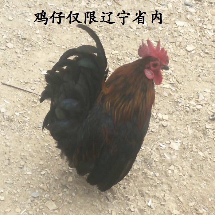 元宝鸡苗幼雏 活体小型观赏鸡辽宁省及周边省份包活到家在类目 宠物/宠物食品及用品, 鸟类及用品, 鸟用具(新), 其他中 - 来自Buy2taobao.com提供专业的淘宝代购服务