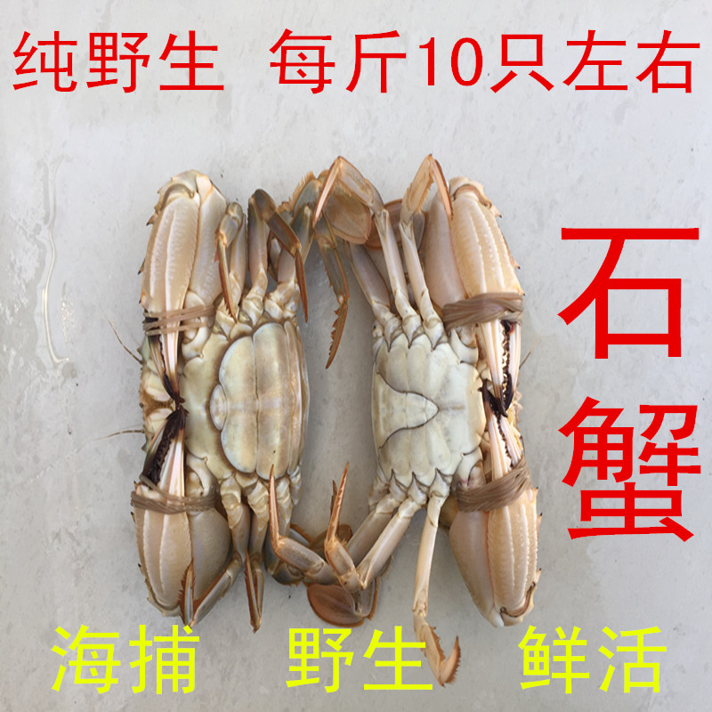 海鮮水産新鮮石蟹花蓋蟹花梭子蟹海螃蟹花蟹大青蟹在類目 水產肉類/新鮮蔬果/熟食, 海鮮/水產品/製品, 其它中 - 來自Buy2taobao.com提供專業的淘寶代購服務