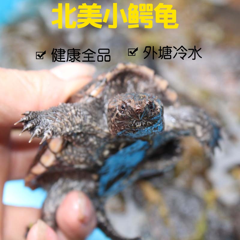 乌龟小鳄苗活体宠物龟北美小鳄龟观赏龟黄壳杂佛鳄龟纯佛水龟包邮|ruв категории животное/Животное питание и принадлежностей, аквариум мира, черепаха/черепаха - от Buy2taobao.com для оказания профессиональной услуги покупки агента Taobao