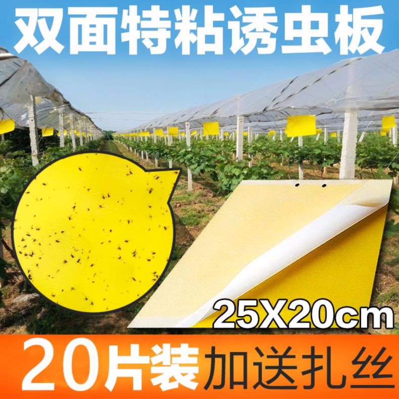防蟲貼粘膠粘蟲板粘貼果樹捕捉殺蟲專用農業蚜蟲蔬菜神捕粘板蜜蜂在類目 鮮花速遞/花卉仿真/綠植園藝, 園藝用品, 其它園藝用品中 - 來自Buy2taobao.com提供專業的淘寶代購服務