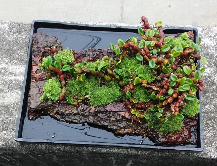 水培苔藓微景观山水矮石斛办公室内植物茶室创意盆景|ruв категории доставка цветов/цветок моделирования/растения садоводства, творческие мини - растений - от Buy2taobao.com для оказания профессиональной услуги покупки агента Taobao