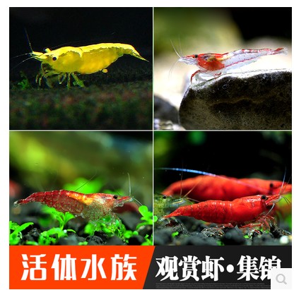 黑壳虾新款工作虾虾观赏热带鱼淡水极火虾水晶虾除藻黄金虾琉璃虾在类目 宠物/宠物食品及用品, 水族世界, 虾中 - 来自Buy2taobao.com提供专业的淘宝代购服务