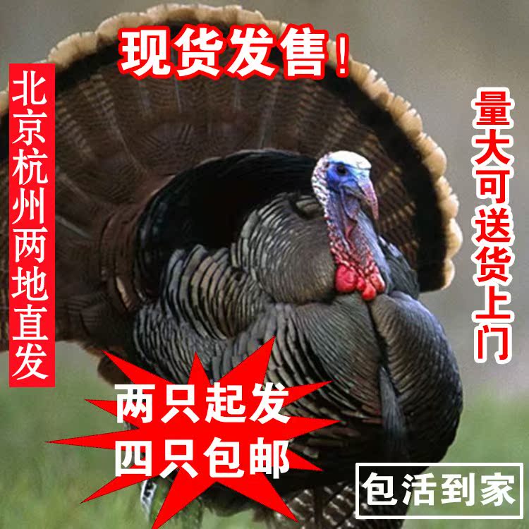 火鸡苗巨型尼古拉青铜贝蒂娜火鸡活体火鸡活苗快递包活到家|msdalam kategori daging perikanan/Buah-buahan segar dan sayur-sayuran/dimasak, daging mentah/daging, ayam, keseluruhan ayam - dari Buy2taobao.com untuk memberikan perkhidmatan ejen Taobao profesional membeli
