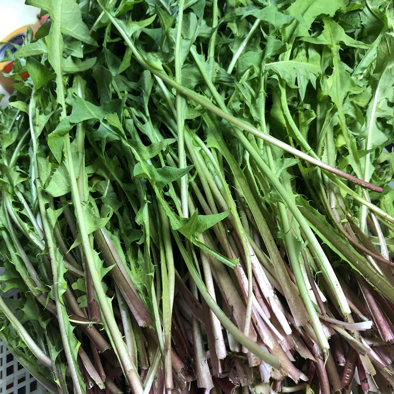 野菜新鲜蒲公英婆婆丁500克 叶蘸酱菜杆老可以做馅满2份限区包邮在类目 水产肉类/新鲜蔬果/熟食, 新鲜蔬菜/蔬菜制品, 新鲜蔬菜, 其它中 - 来自Buy2taobao.com提供专业的淘宝代购服务