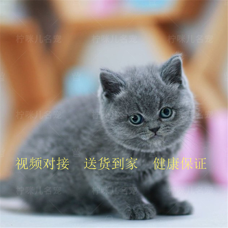 英短蓝猫幼猫活体英短活体猫咪幼猫活体蓝猫蓝猫活体猫咪活体|ruв категории животное/Животное питание и принадлежностей, кошка - от Buy2taobao.com для оказания профессиональной услуги покупки агента Taobao