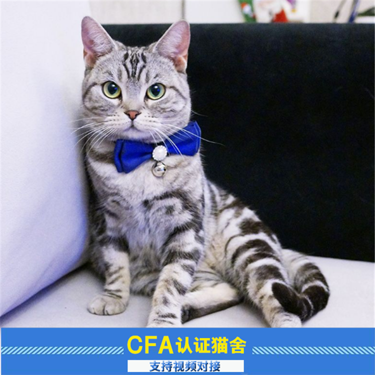 预售美国短毛猫银虎斑 起司猫 美短猫 短毛猫 宠物猫 活体在类目 宠物/宠物食品及用品, 猫咪中 - 来自Buy2taobao.com提供专业的淘宝代购服务