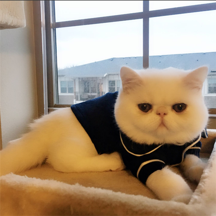 宠物猫活体纯种猫咪活体幼猫加菲猫活体布偶猫加菲猫幼猫活体|msdalam kategori haiwan peliharaan/makanan haiwan dan bekalan, Kitty - dari Buy2taobao.com untuk memberikan perkhidmatan ejen Taobao profesional membeli