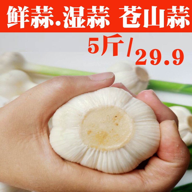 2019新鮮蒼山大蒜頭濕蒜鮮蒜大蒜頭5斤鮮蒜糖蒜包郵下飯蒜辣蒜蓉在類目 水產肉類/新鮮蔬果/熟食, 新鮮蔬菜/蔬菜製品, 大蒜中 - 來自Buy2taobao.com提供專業的淘寶代購服務