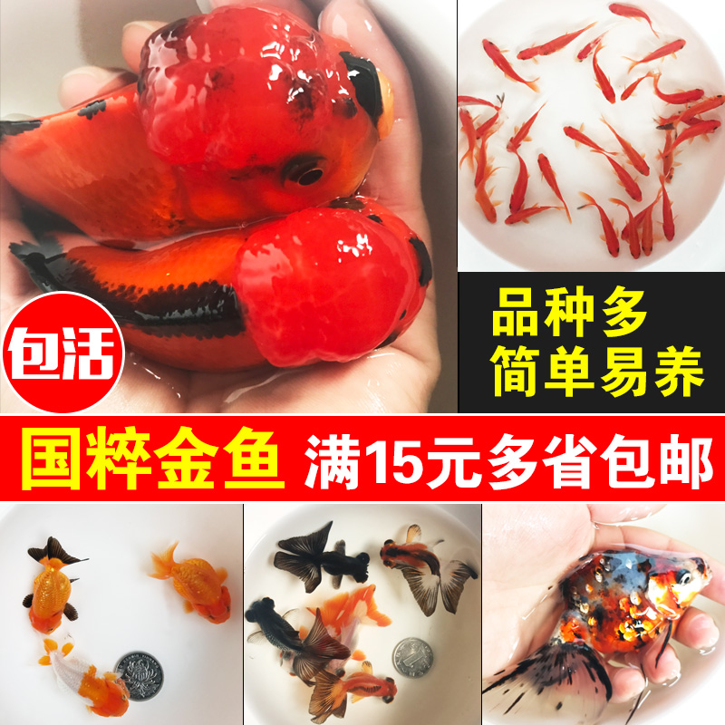 金鱼活体观赏鱼活体 冷水淡水鹤顶红 锦鲫红草金锦鲤蝶尾金鱼包活在类目 宠物/宠物食品及用品, 水族世界, 鱼中 - 来自Buy2taobao.com提供专业的淘宝代购服务