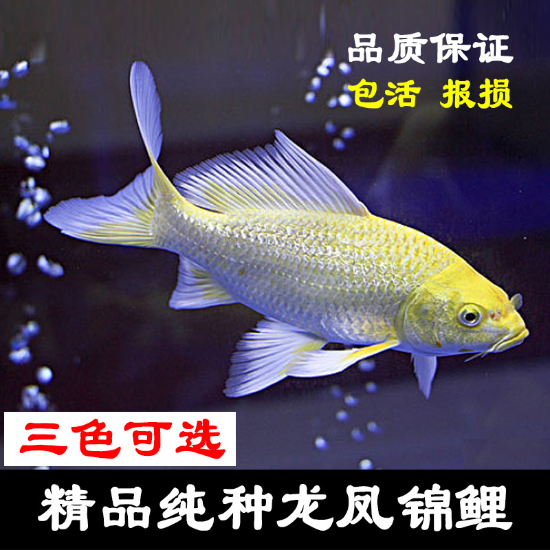 观赏鱼活体 锦鲤金鱼冷水淡水鱼 纯种龙凤锦鲤鱼风水锦鲤长尾耐活在类目 宠物/宠物食品及用品, 水族世界, 鱼中 - 来自Buy2taobao.com提供专业的淘宝代购服务