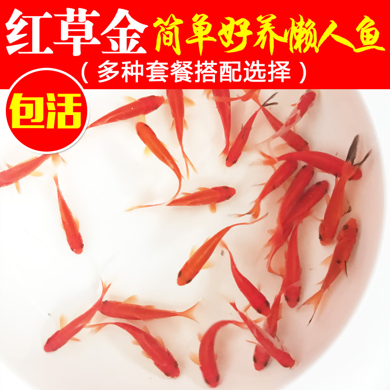 金鱼活体观赏鱼小锦鲫草金鱼冷水鱼好养易活懒人鱼淡水鱼苗练手在类目 宠物/宠物食品及用品, 水族世界, 鱼中 - 来自Buy2taobao.com提供专业的淘宝代购服务