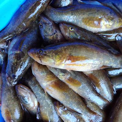 [三花五罗]黑龙江野生鲜活新鲜老头鱼个头大地产大老头鱼5斤包邮