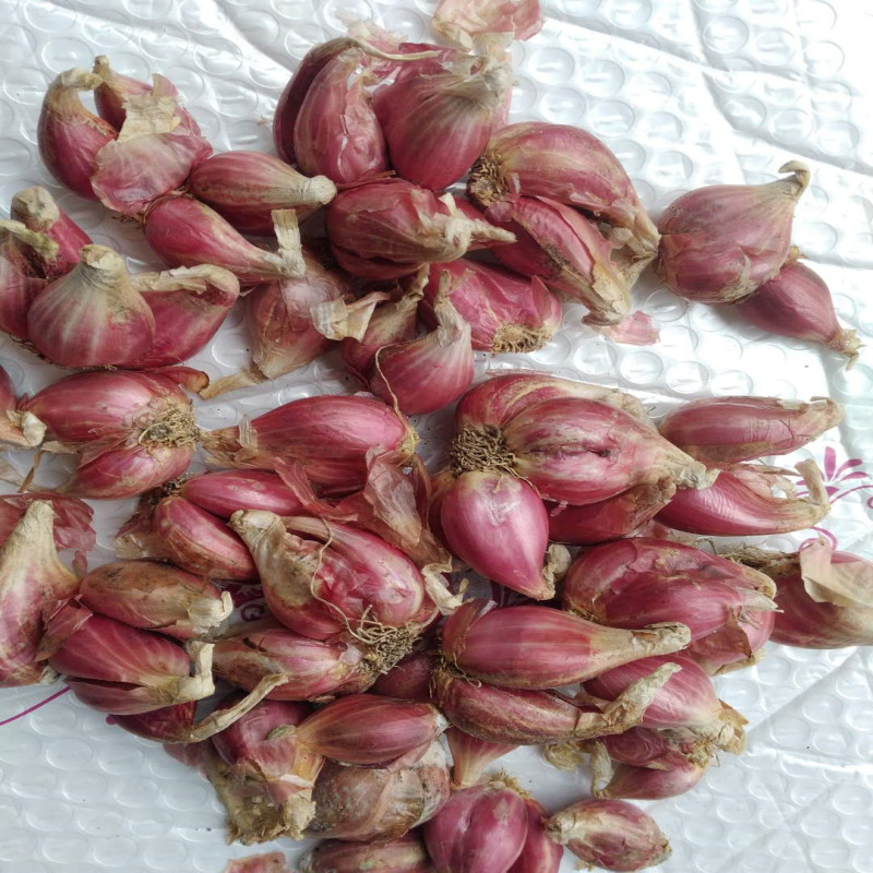 蔬菜种子小香葱火葱头红葱头种子盆栽榨葱油广西特产一斤装500克在类目 水产肉类/新鲜蔬果/熟食, 新鲜蔬菜/蔬菜制品, 新鲜蔬菜, 其它中 - 来自Buy2taobao.com提供专业的淘宝代购服务
