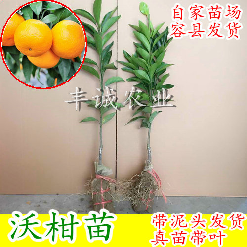 Citrus plant Citrus saplings Wogan fruit seedlings Guangxi grafting Red orange sapling Orange seedlingsin the Flower delivery/Flowers simulation/Plants gardening , Garden Plants/Trees/Fruit tree, Fruit tree category - from Buy2taobao.com to provide professional Taobao agent buy service