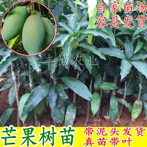 芒果苗 金煌芒 桂七芒广西芒果树苗盘栽地栽贵妃芒在类目 鲜花速递/花卉仿真/绿植园艺, 花园植物/行道树/果树, 果树中 - 来自Buy2taobao.com提供专业的淘宝代购服务