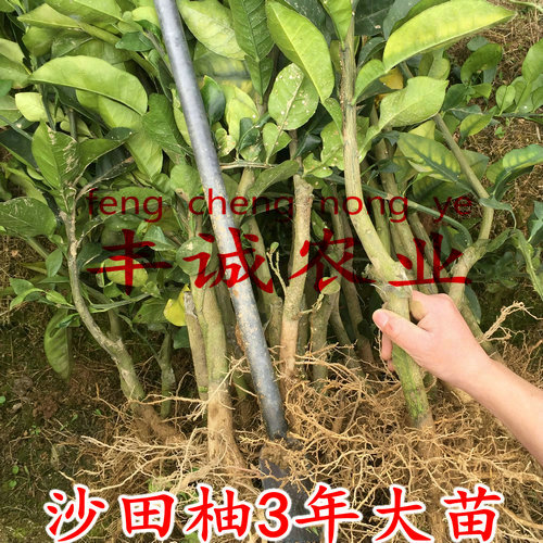 沙田柚苗 3年大苗 大沙田柚苗 正宗容县沙田柚苗 原产地发货在类目 鲜花速递/花卉仿真/绿植园艺, 花园植物/行道树/果树, 果树中 - 来自Buy2taobao.com提供专业的淘宝代购服务
