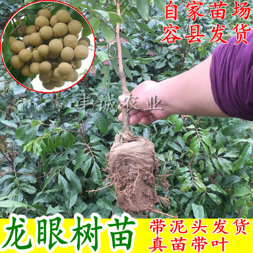 龙眼树苗 嫁接石硖苗 储良树苗 品种正宗 南北方种植可盘栽地栽|ruв категории доставка цветов/цветок моделирования/растения садоводства, садовое растение/даосское дерево/фруктовых деревьев, фруктовых деревьев - от Buy2taobao.com для оказания профессиональной услуги покупки агента Taobao