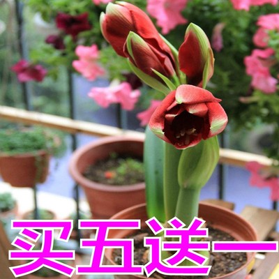 盆栽花卉朱顶红 红花莲 对子莲 朱顶兰花阳台 观花植物当年开花