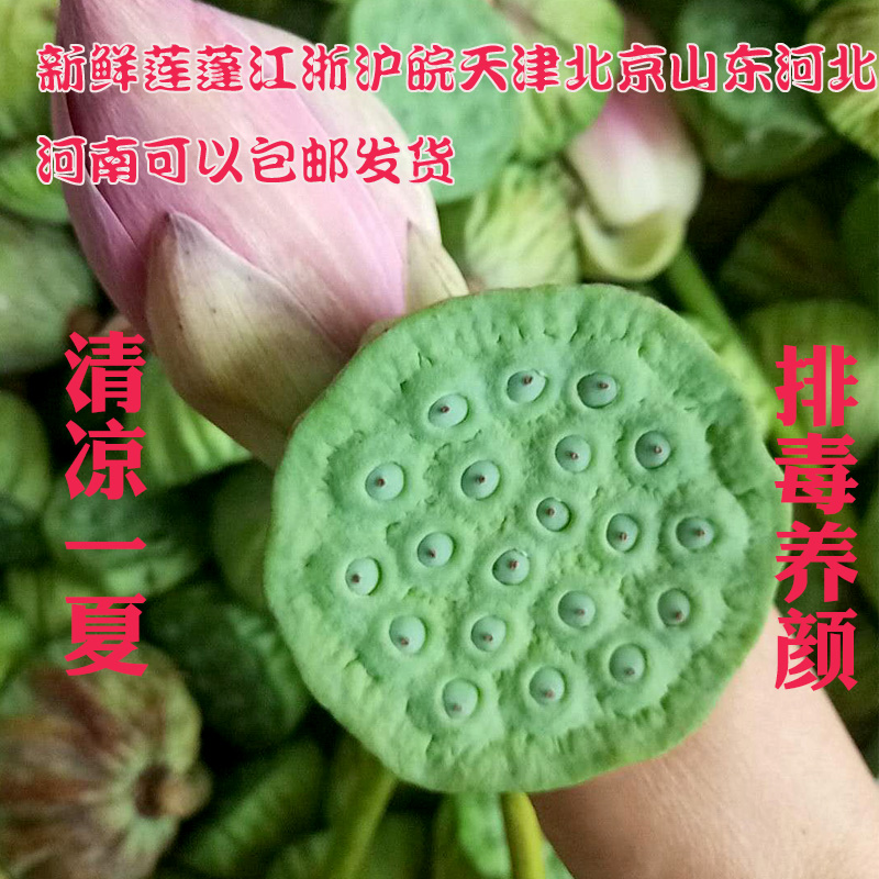 Lotus Weishan wild Fresh lotus Lotus seed Lotus Lotus Lotus Fortyin the Agri rice/Dried foods/Condiment , Dried foods/Meat Dry , Dry/Native , Lotus category - from Buy2taobao.com to provide professional Taobao agent buy service