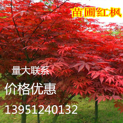 红枫树苗嫁接红枫苗 美国红枫日本三季红中国红枫 常年红红枫小苗在类目 鲜花速递/花卉仿真/绿植园艺, 花园植物/行道树/果树, 行道树/乔木中 - 来自Buy2taobao.com提供专业的淘宝代购服务
