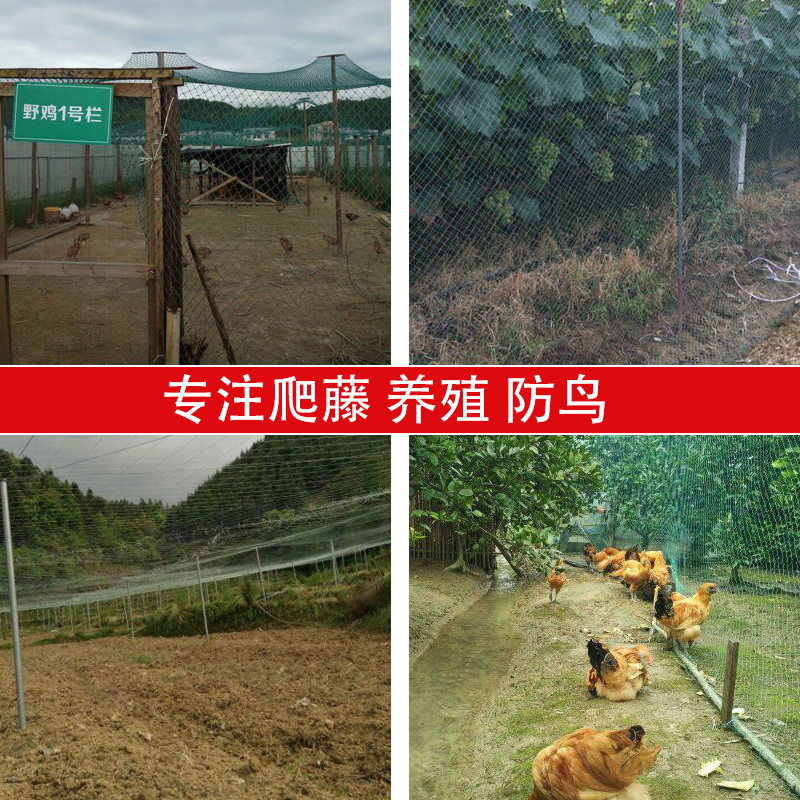 家禽养殖网山鸡网养鸡网尼龙网拦鸡围网防鸟网护栏网球场网爬藤网在类目 鲜花速递/花卉仿真/绿植园艺, 园艺用品, 其它园艺用品中 - 来自Buy2taobao.com提供专业的淘宝代购服务