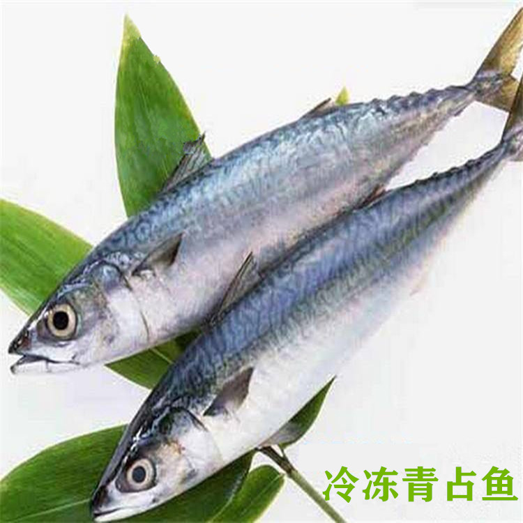 2条新鲜冷冻青占鱼鲜鲅鱼鲐鱼片鲐鱼占鱼片青花鱼片 冷冻水产鲐鱼|ruв категории водной мясо/свежие фрукты и овощи/еда, морепродукты/водные продукты/изделия, другие - от Buy2taobao.com для оказания профессиональной услуги покупки агента Taobao