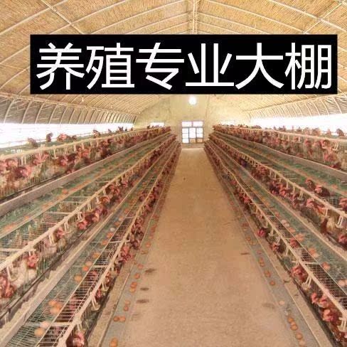 养殖养鸡大棚鸡舍设备养殖场骨架钢管鸡棚搭建鸡猪用蔬菜大棚|ruв категории доставка цветов/цветок моделирования/растения садоводства, садовых принадлежностей, интеллект садовых принадлежностей - от Buy2taobao.com для оказания профессиональной услуги покупки агента Taobao