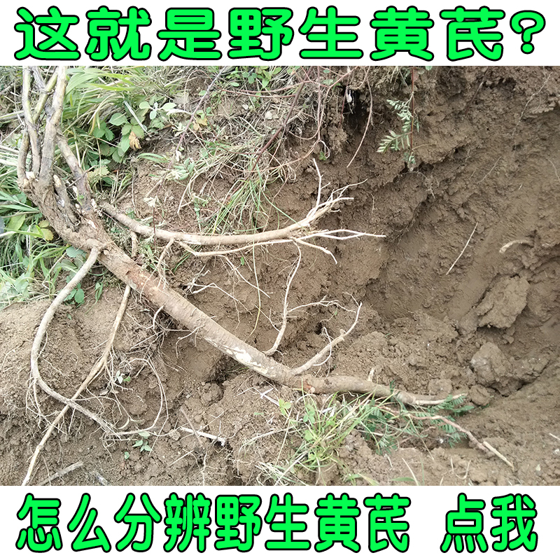 Gansu Minxian natural wild Astragalus pieces Flood damage Super Sulfur Beiqi Huang 500 gramin the Traditional nourishing food , Other traditional tonic , Astragalus category - from Buy2taobao.com to provide professional Taobao agent buy service