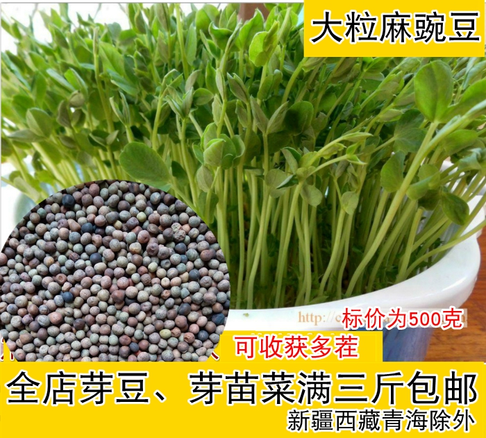 優質大粒麻皮豌豆發豌豆苗豌豆尖芽菜芽苗菜無土水培三斤包郵在類目 糧油米麪/南北乾貨/調味品, 米/麪粉/雜糧, 豆類, 其它中 - 來自Buy2taobao.com提供專業的淘寶代購服務