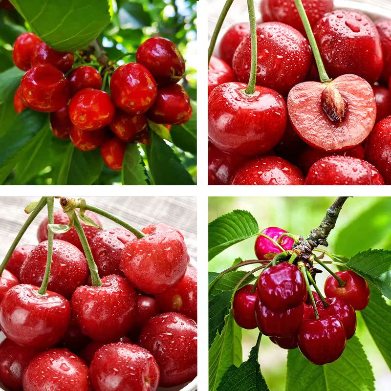 陝西大櫻桃新鮮水果 現貨當季美早現摘車厘子整箱大紅燈1斤 包郵2在類目 水產肉類/新鮮蔬果/熟食, 新鮮水果, 車釐子/櫻桃中 - 來自Buy2taobao.com提供專業的淘寶代購服務