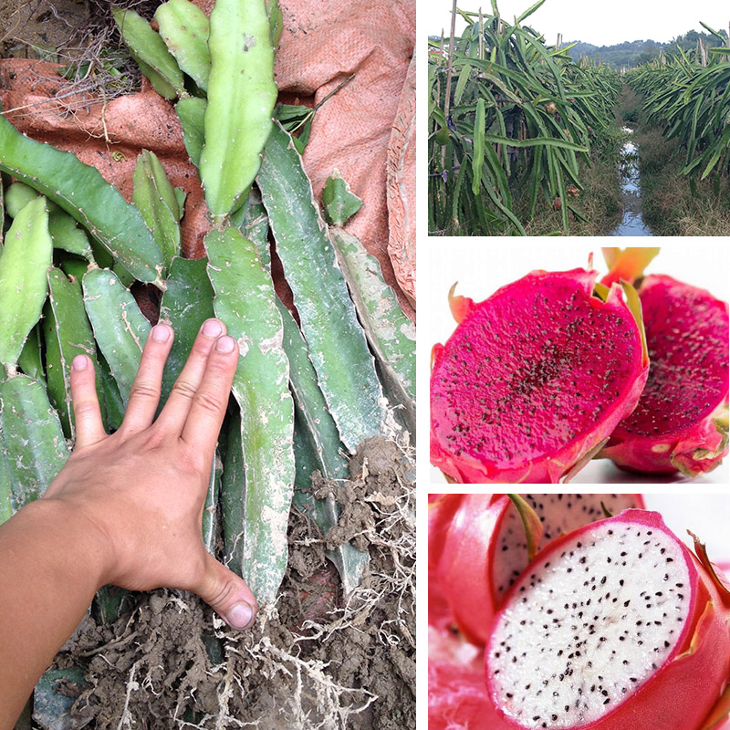 Dragon fruit seedlings Red Red meat pitaya Taiwan Breed Potted plant plant Deliver goodsin the Flower delivery/Flowers simulation/Plants gardening , Garden Plants/Trees/Fruit tree, Fruit tree category - from Buy2taobao.com to provide professional Taobao agent buy service