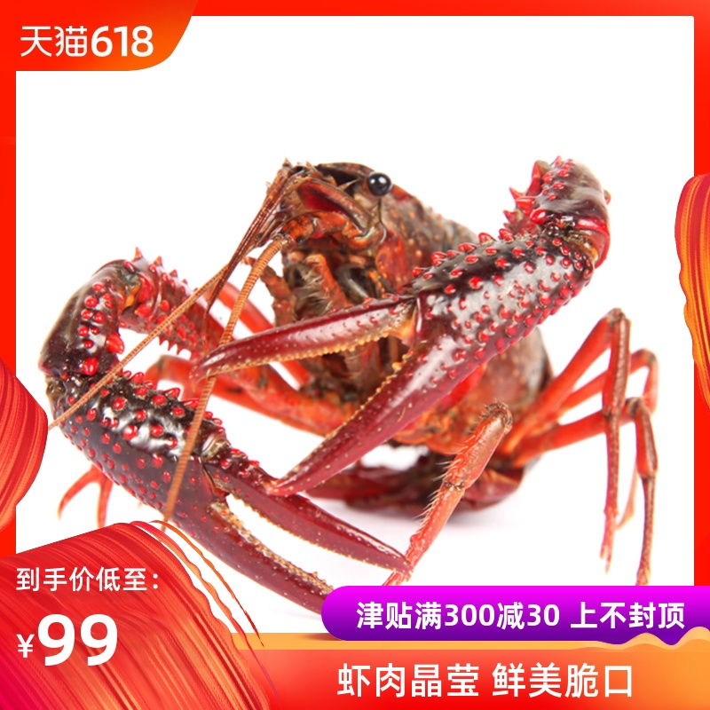 新鲜澳洲鲜活小龙虾活的生态养殖清水产淡水虾麻辣小龙虾3斤包邮|ruв категории водной мясо/свежие фрукты и овощи/еда, морепродукты/водные продукты/изделия, креветки, жить креветки - от Buy2taobao.com для оказания профессиональной услуги покупки агента Taobao